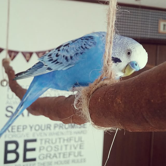 opiopiopiさんの実例写真