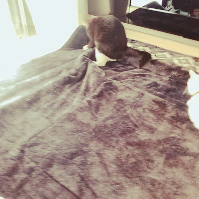 yucoさんの実例写真