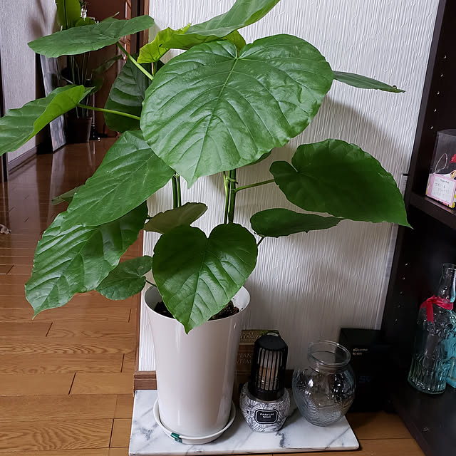 yunさんの実例写真