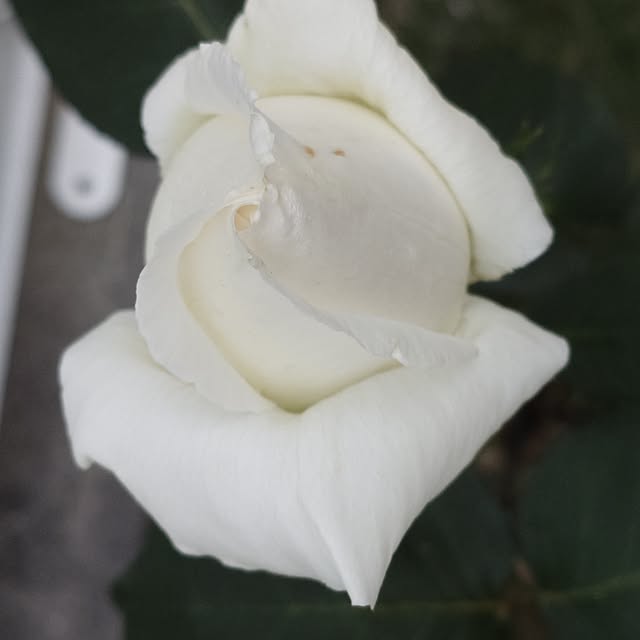 hanakusukuさんの部屋