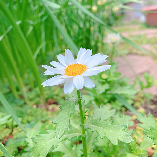 sophiaさんの実例写真