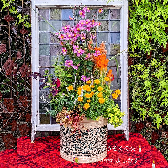 植物のある暮らし/花のある暮らしを楽しむ/お気に入り/おうち時間/庭...などのインテリア実例 - 2022-12-03 10:02:12