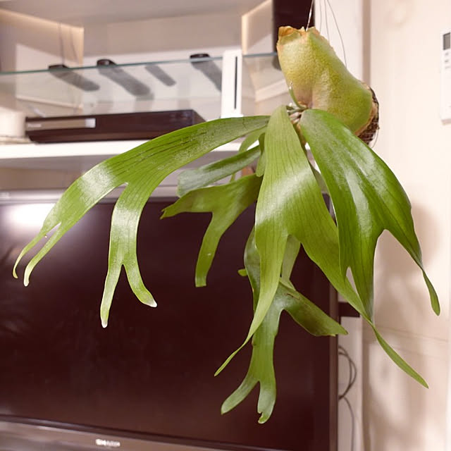 coco.Apartmanさんの実例写真