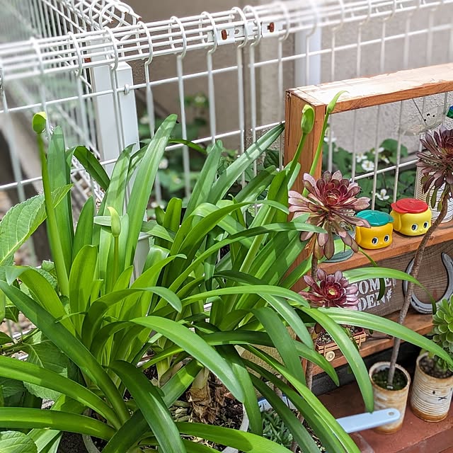 junさんの実例写真