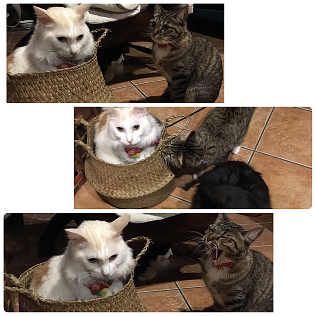 shigimiさんの実例写真