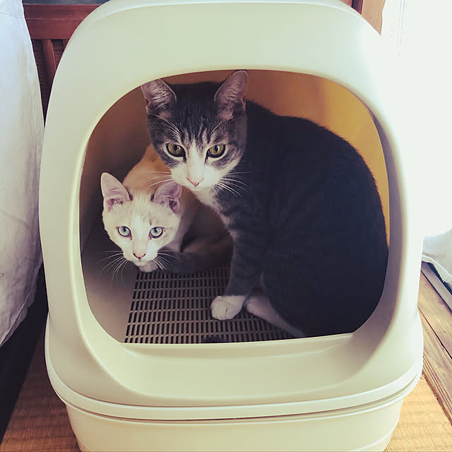 Oreoさんの実例写真