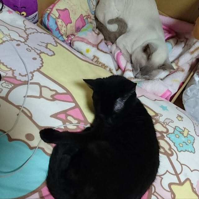 OmamekOさんの実例写真