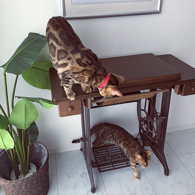 iranさんの実例写真