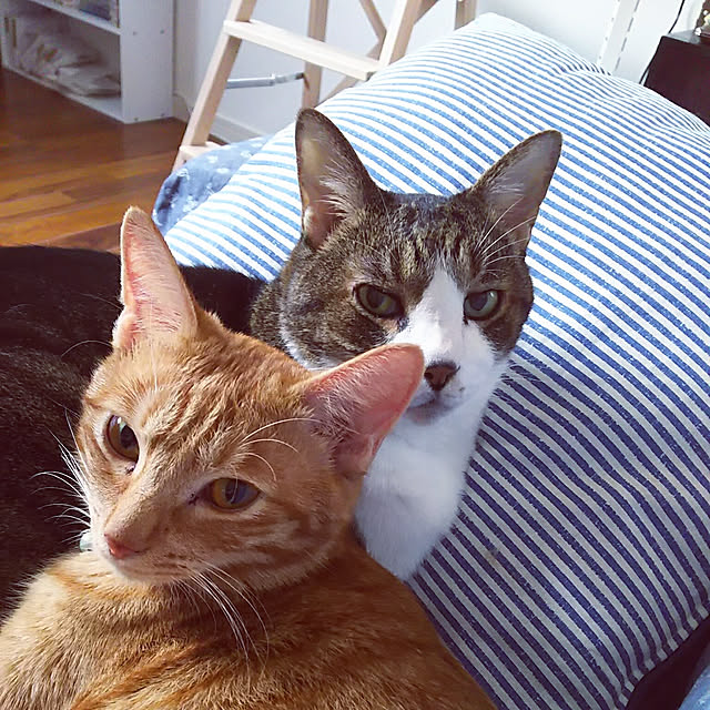 37さんの実例写真