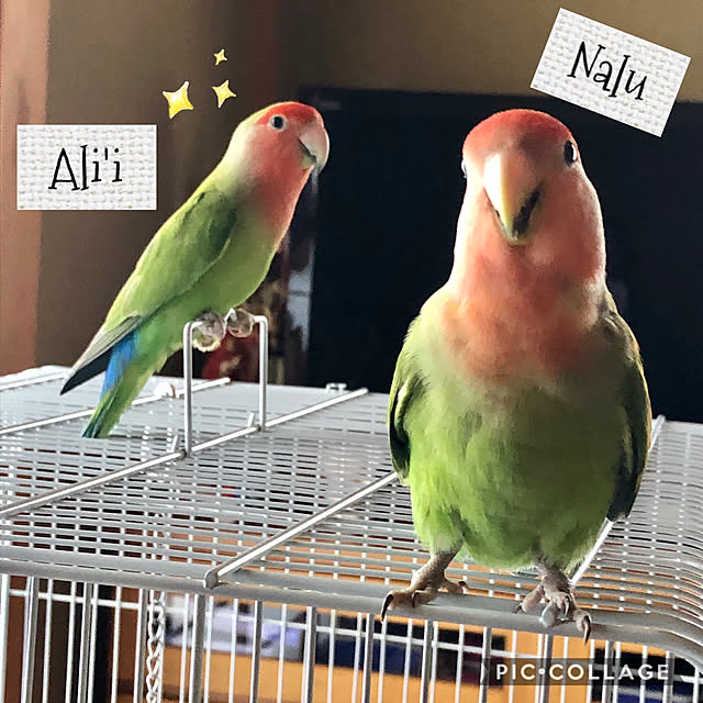 Alohaさんの実例写真