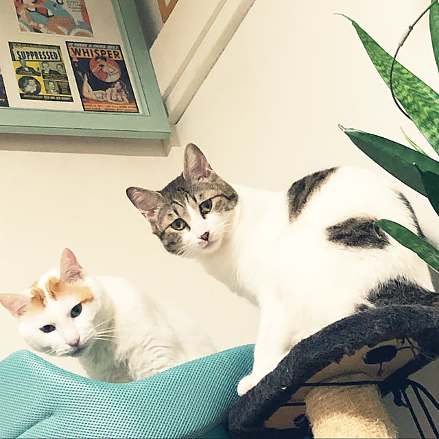 arayanさんの実例写真