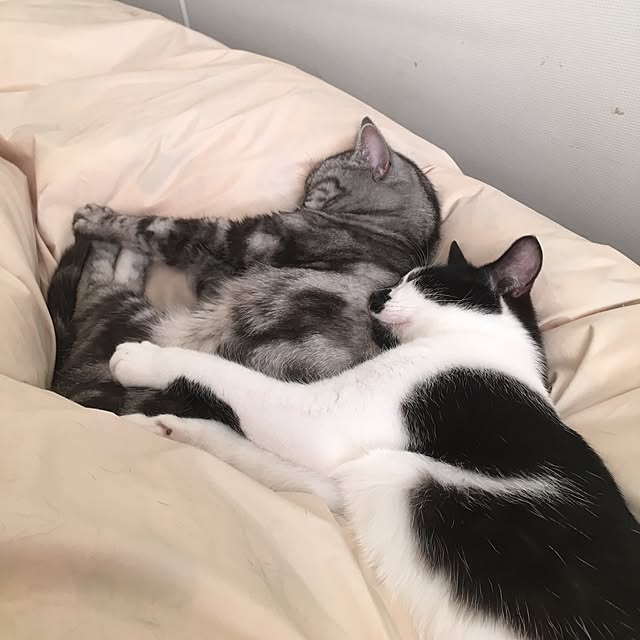 mikomaruさんの実例写真