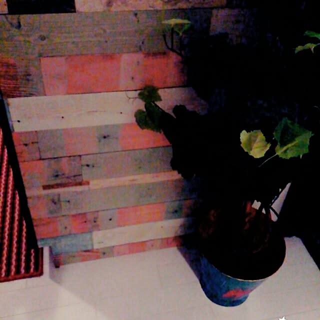キッチン/植物のインテリア実例 - 2016-01-09 22:01:05