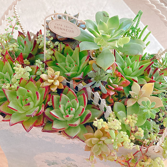 Hanakaさんの部屋
