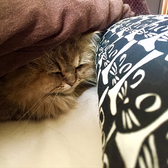 butachanさんの実例写真