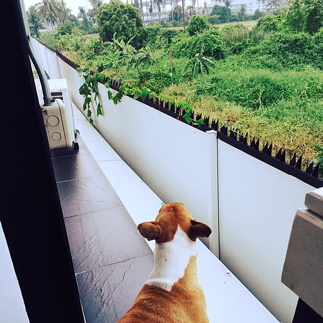 Thammaratさんの実例写真