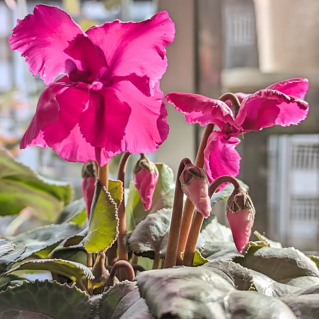 mi-saさんの部屋