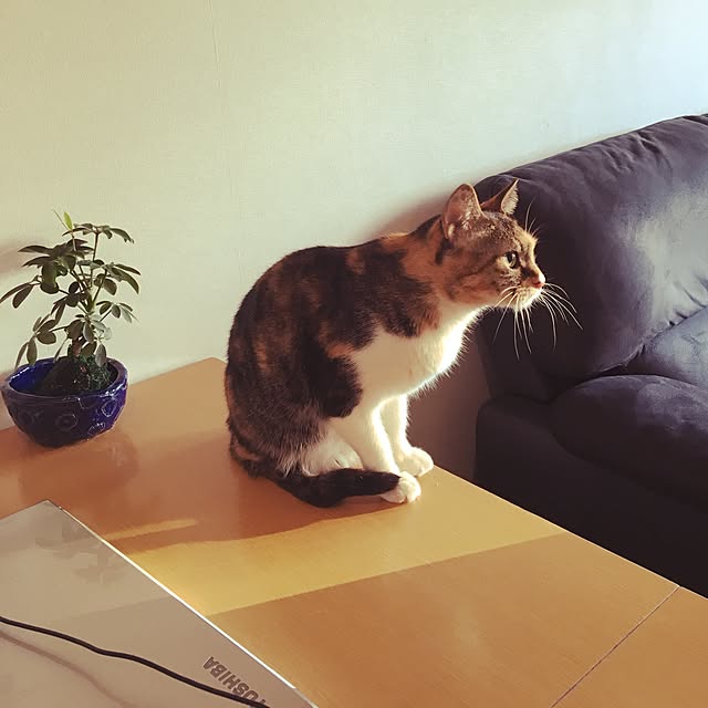 tikutiku99さんの実例写真
