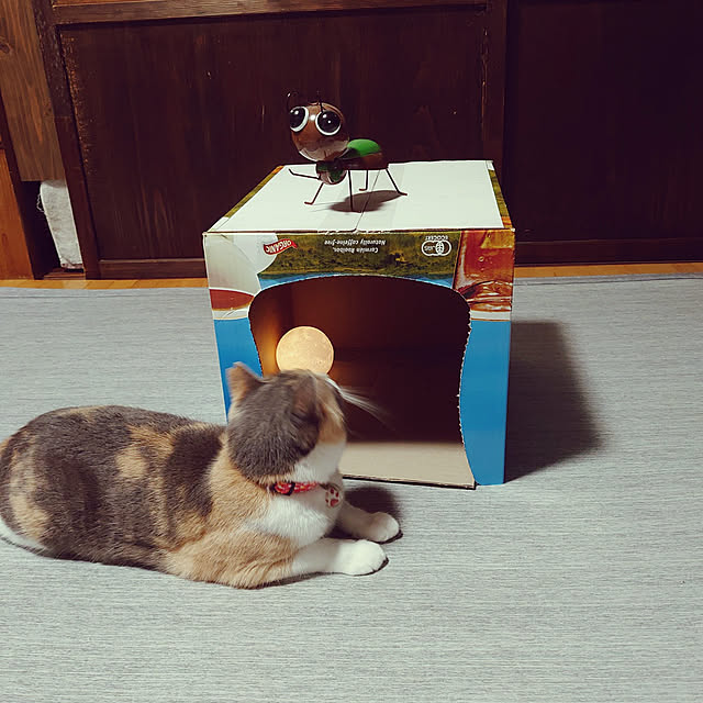 fukuさんの実例写真