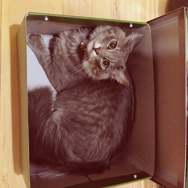 shonekoさんの実例写真