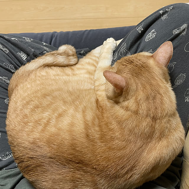 chiiさんの部屋