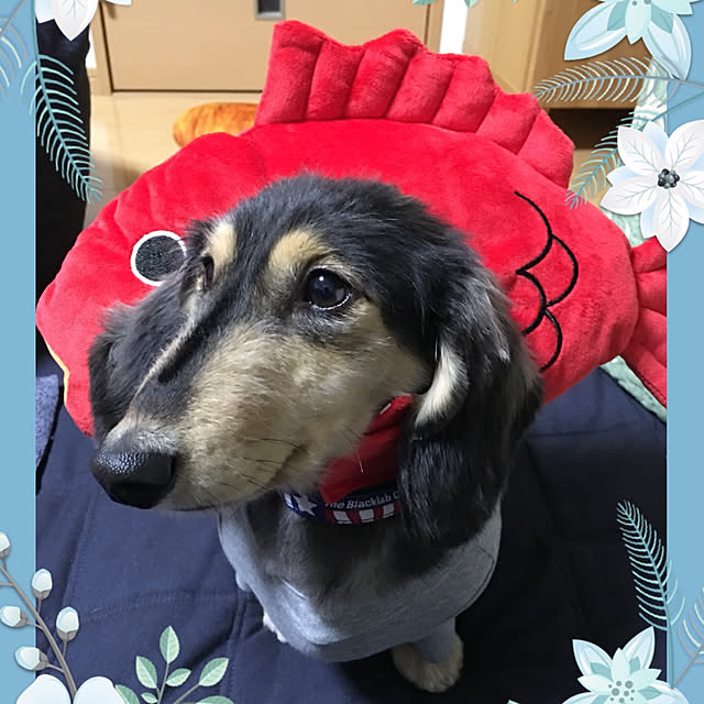 kiyomiさんの実例写真