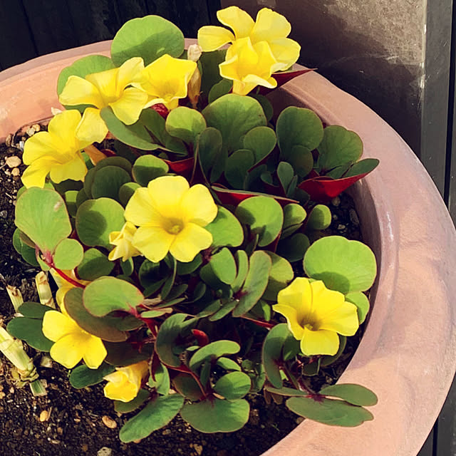 KYONさんの実例写真