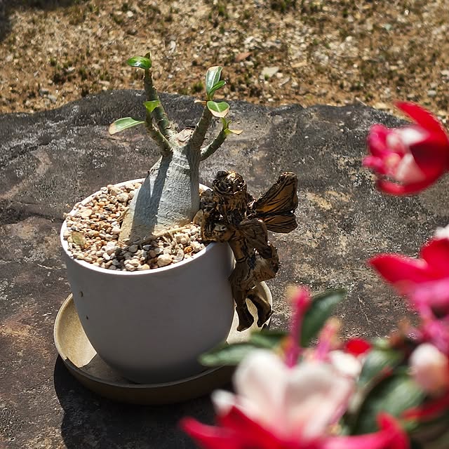 Rubiconさんの実例写真