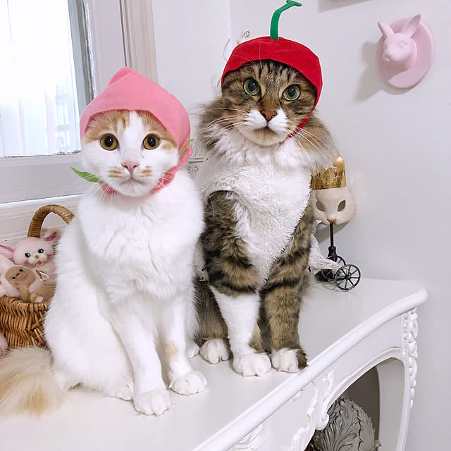yuchiさんの実例写真