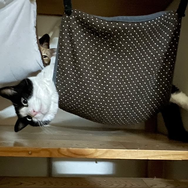koromaroさんの部屋