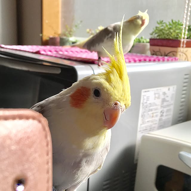 puriyuzuさんの実例写真