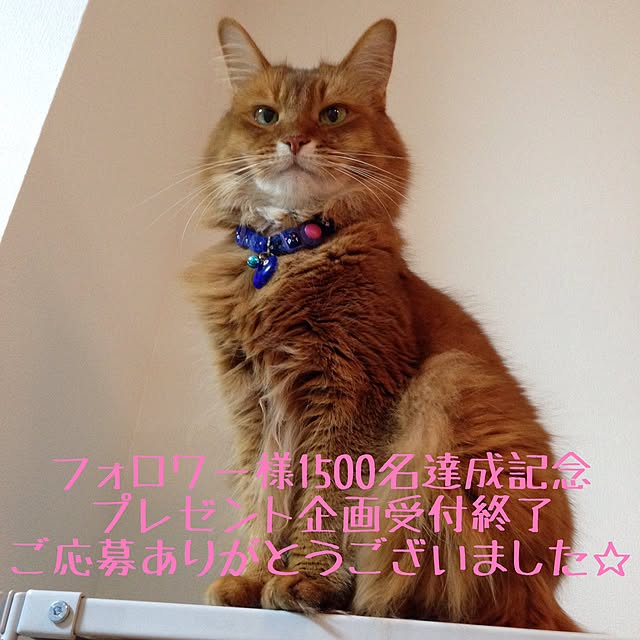 yukinoさんの実例写真