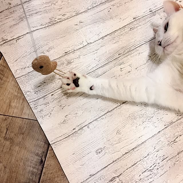 miさんの実例写真