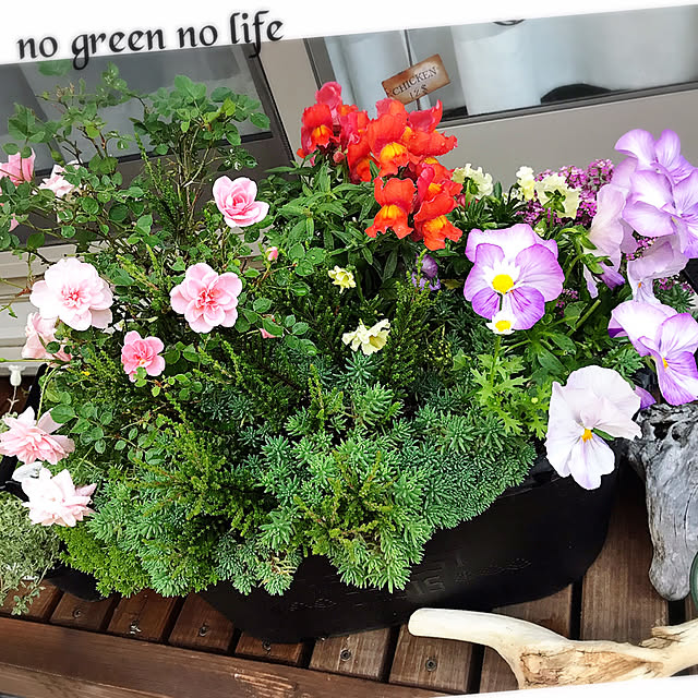 portulacaさんの実例写真