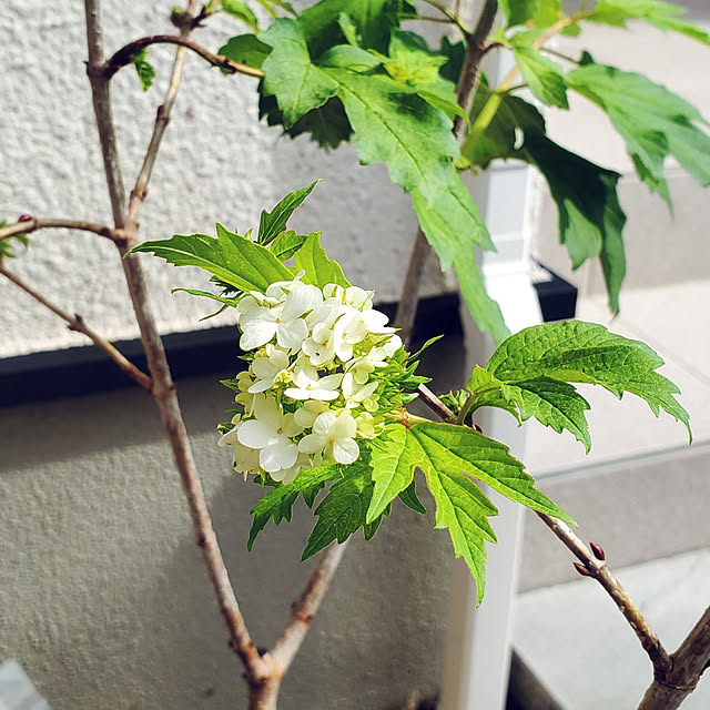 momoさんの実例写真