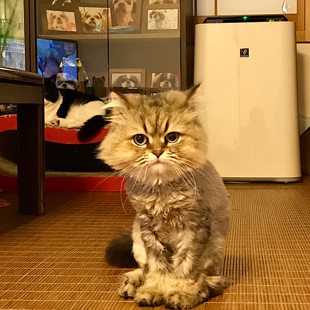 butachanさんの実例写真