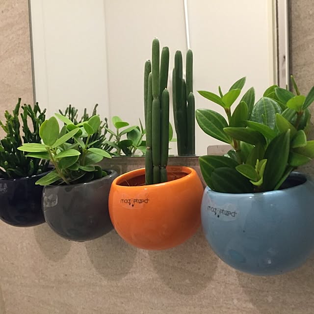 BONBOTANYさんの実例写真