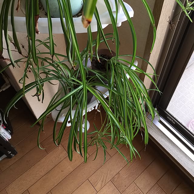 リビング/観葉植物のインテリア実例 - 2017-07-02 06:29:55