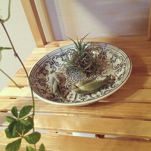 棚/エアプランツのインテリア実例 - 2015-07-02 16:22:13