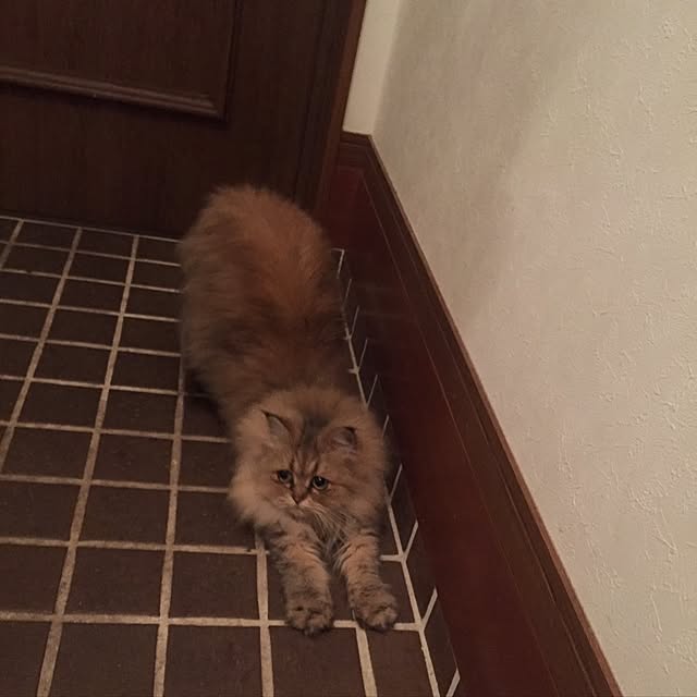 butachanさんの実例写真