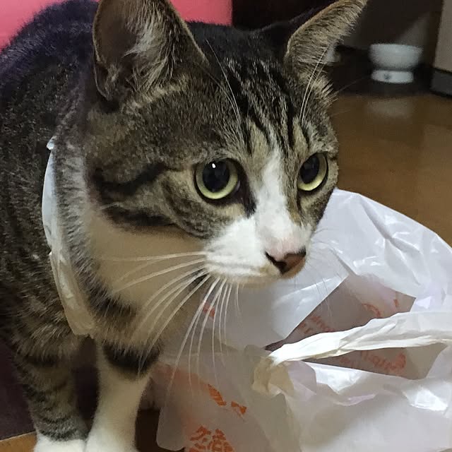 kimikimiさんの実例写真