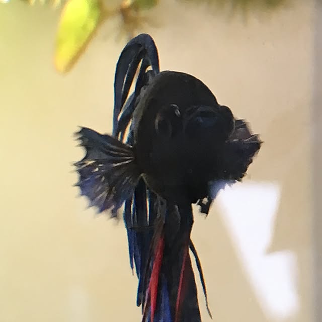 tetra163さんの実例写真