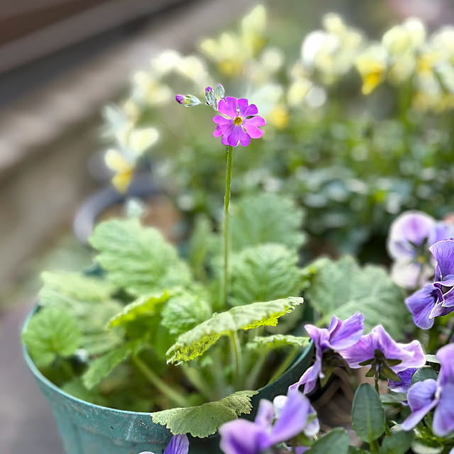 buchiさんの実例写真