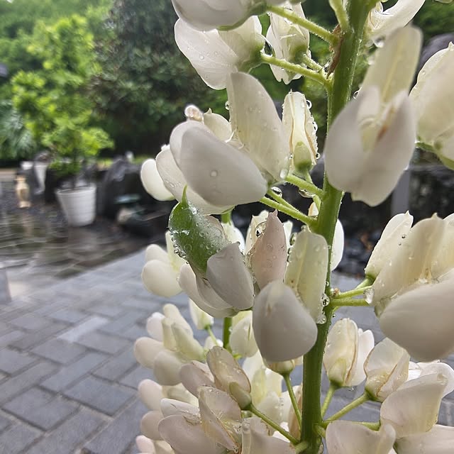 Rubiconさんの実例写真