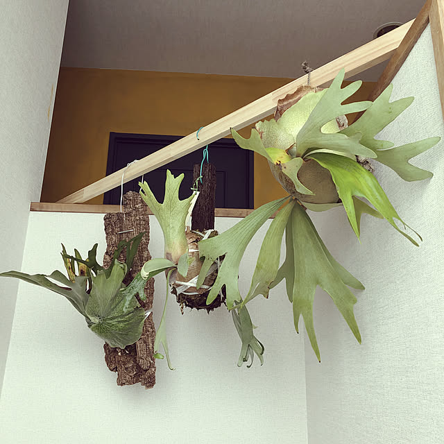 tawashiさんの実例写真