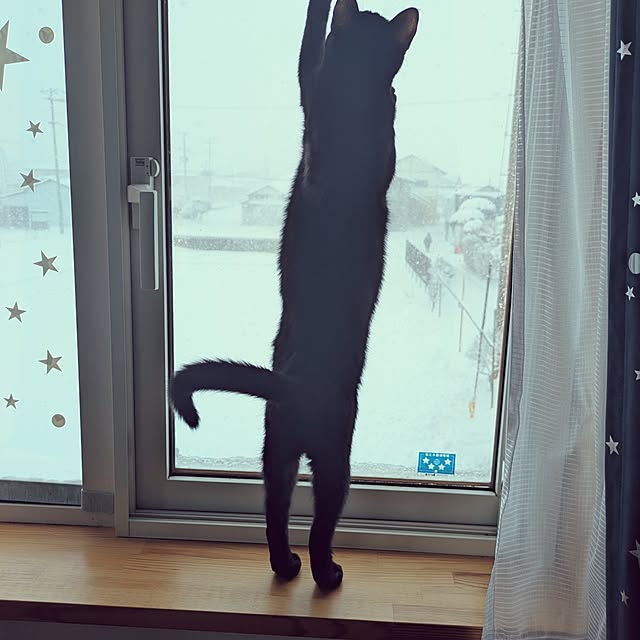 MyuRuuさんの実例写真