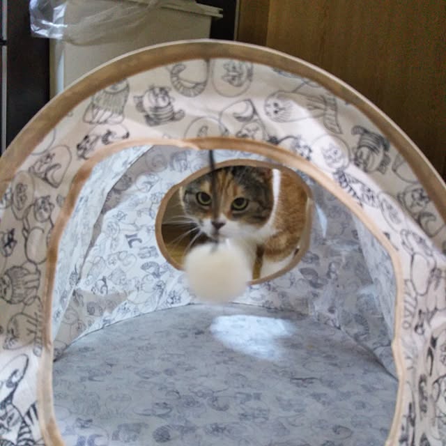 yukieさんの実例写真