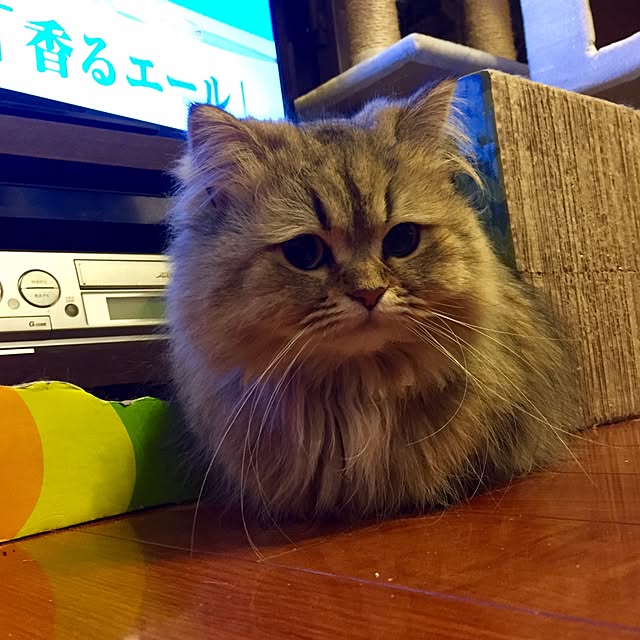 butachanさんの実例写真