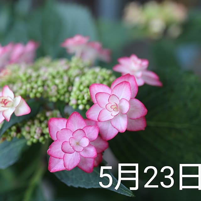 hanacocoさんの実例写真
