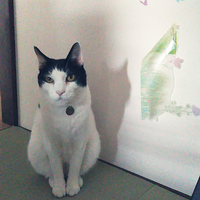 futukoさんの実例写真